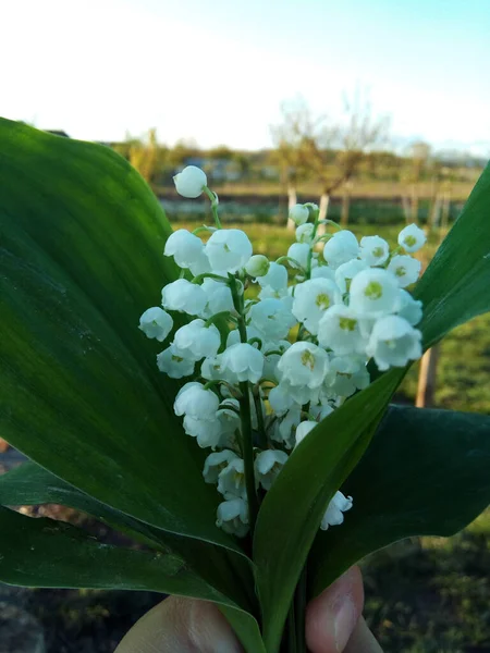 Witte Bloemen Een Hand — Stockfoto