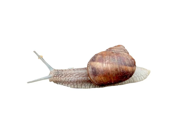 Snail Isolated White Background — Stock Photo, Image