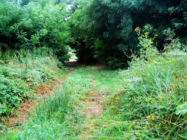 Ormandaki yol - Denizciler