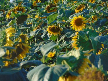 Romanya 'nın Maramures kentinde ayçiçekli topraklar