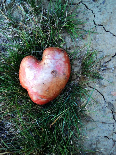 Kartoffel Herzform — Stockfoto