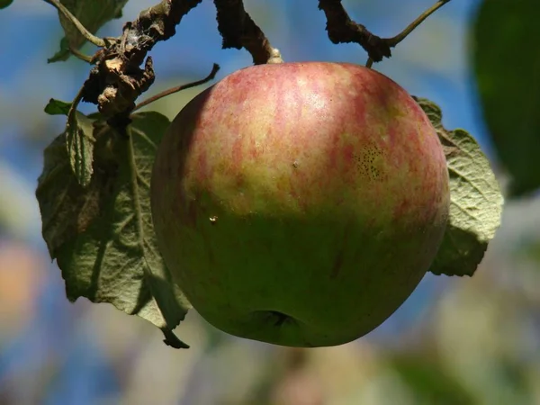 Manzana Árbol Maramures — Foto de Stock