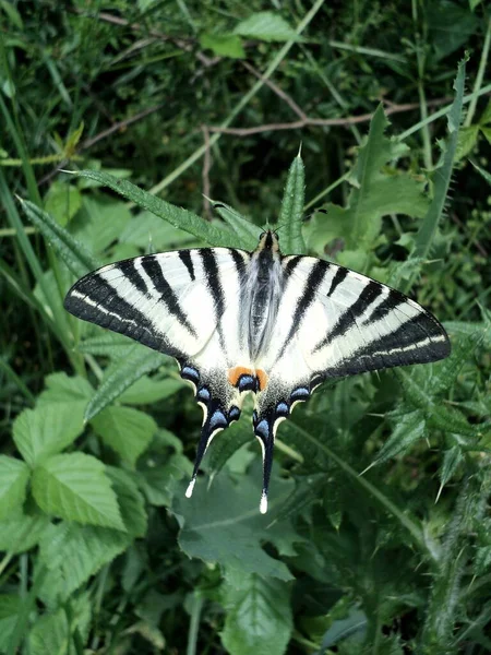 Ластівчине Хвіст Iphiclides Podalirius Метелик Влітку — стокове фото