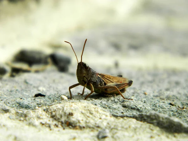 Sauterelle Sur Terrain Insecte — Photo