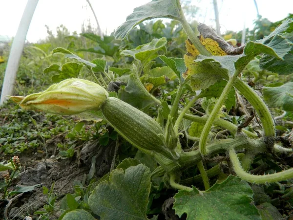 Pumpkin Garden Plant — Stock Photo, Image