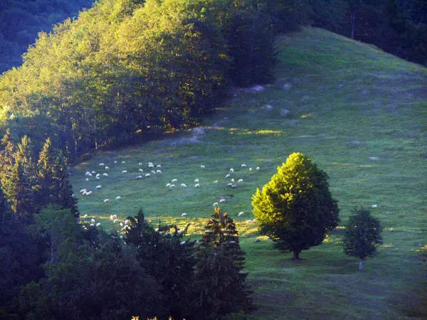 Moutons Sur Herbe Maramures Comté — Photo