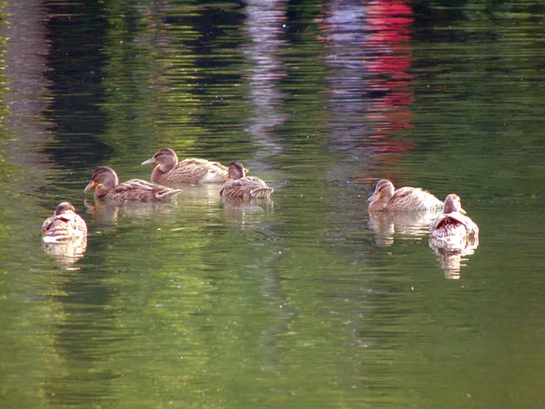 Maramures县湖上的鸭子 — 图库照片