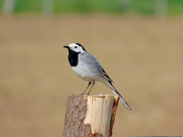 Wagtail Dřevěné Tyči — Stock fotografie