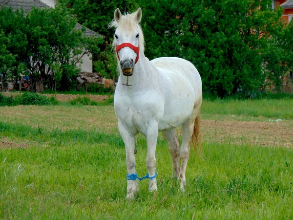 White Horse Grass — Stock Photo, Image