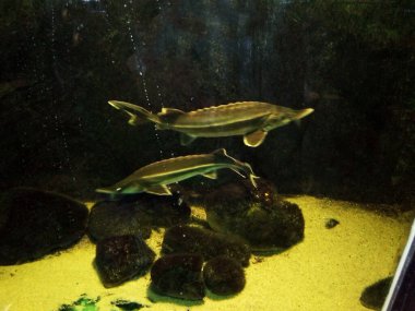 Akvaryumdaki balıklar