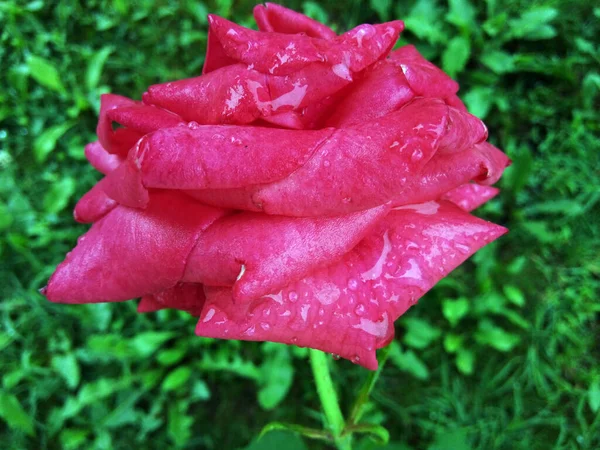 Schöne Rose Garten — Stockfoto