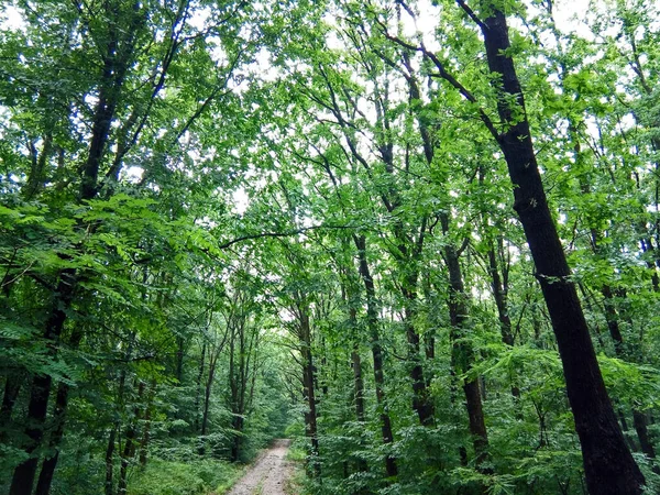 Musim Panas Hutan Maramures — Stok Foto