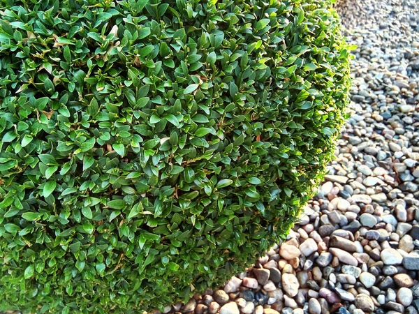 Buxus Sempervirens Roślina Widok Bliska — Zdjęcie stockowe