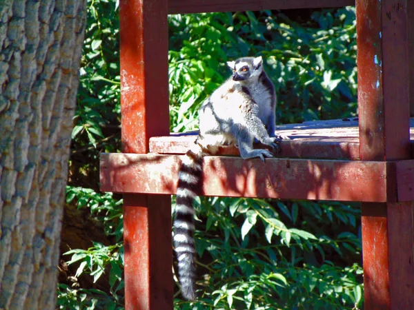 Lemur Zoo Targu Mures Rumänien — Stockfoto