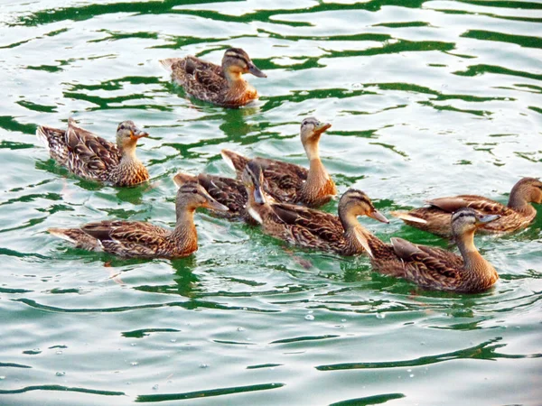 Groupe Canards Sur Lac — Photo
