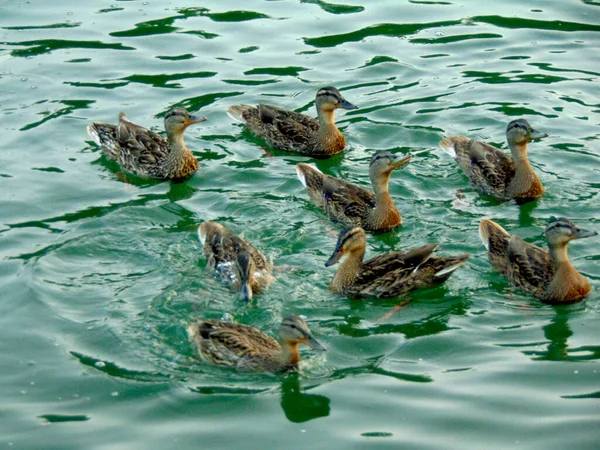 Grupo Patos Lago — Fotografia de Stock