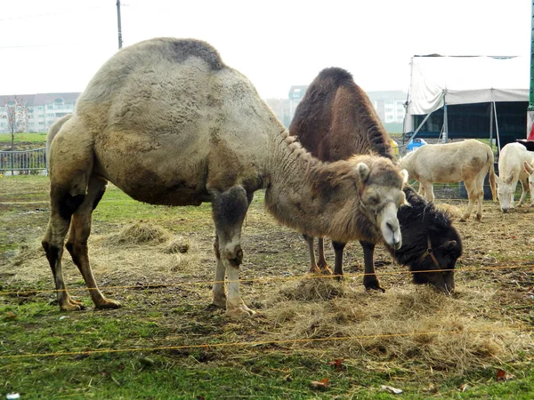 Двух Верблюдов Пони Загоне — стоковое фото