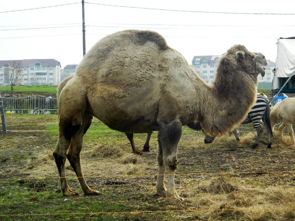 Верблюд Зебра Загоне — стоковое фото