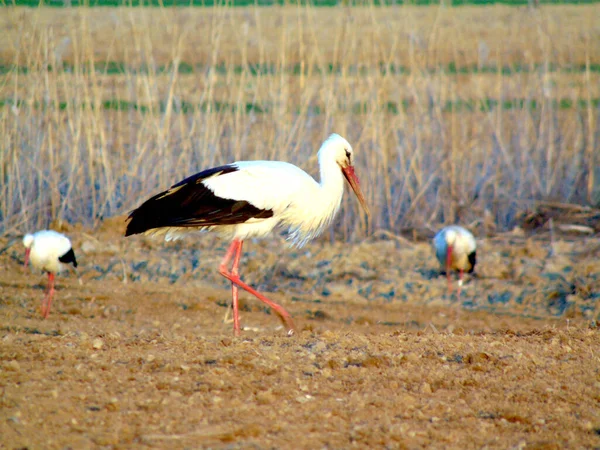 Storks Field Maramures — Stock Photo, Image