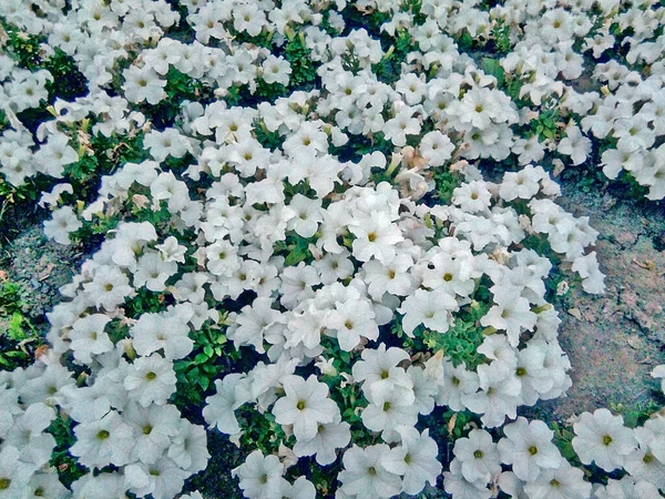 Fehér Petúnia Virágok Kertben — Stock Fotó