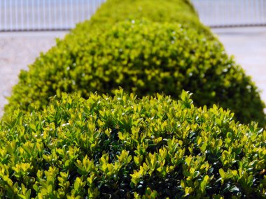 Buxus sempervirens bahçeye bitki ekti - Romanya