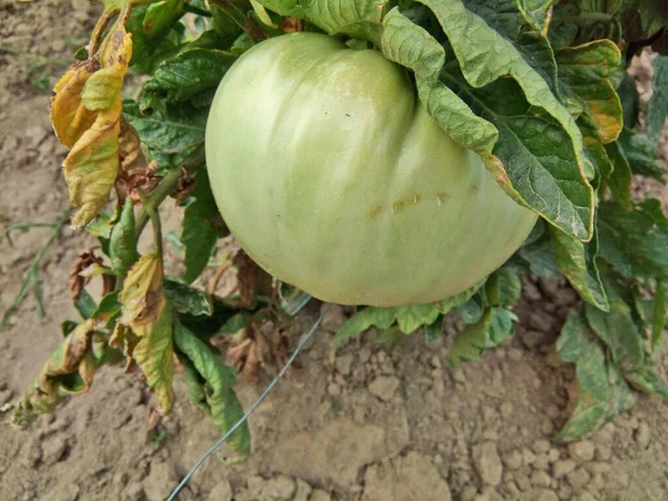 Big Green Tomato Garden — Stock Photo, Image