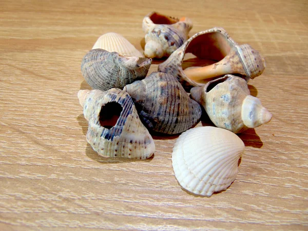 Groep Schelpen Een Houten Ondergrond — Stockfoto