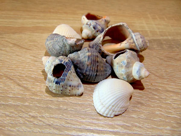 Group Shells Wooden Background — Stock Photo, Image