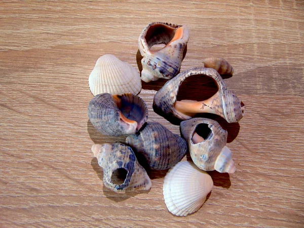 Group Shells Wooden Background — Stock Photo, Image