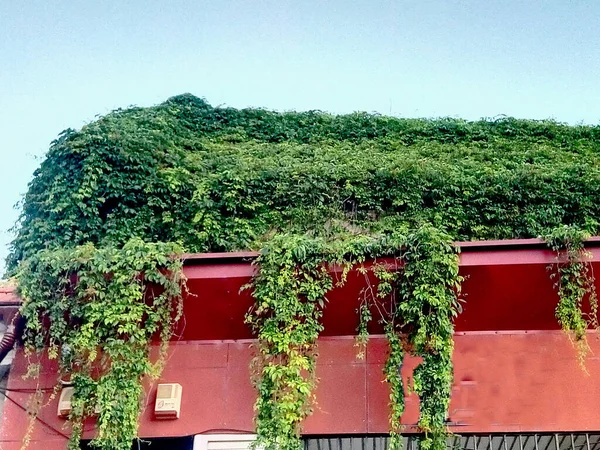 Vegetación Verde Techo Edificio — Foto de Stock
