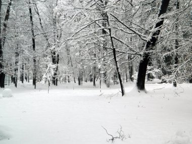 Parkta büyük kar - Baia Mare şehrinde kış