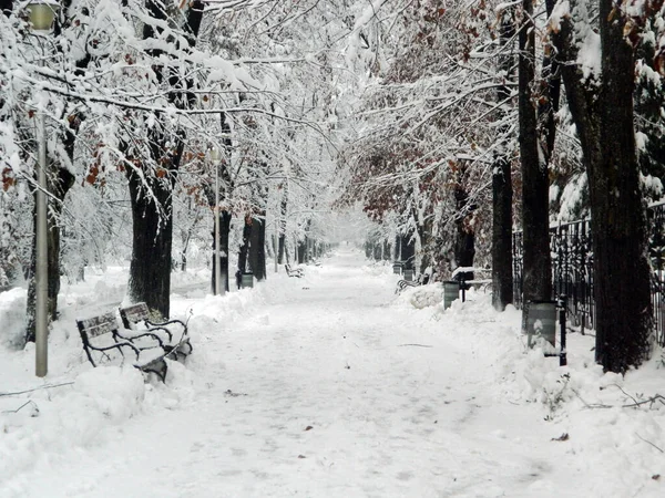 Stor Snö Parken Vinter Baia Mare Stad — Stockfoto