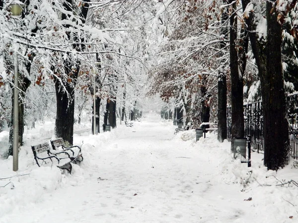 Большой Снег Парке Зима Городе Байя Маре — стоковое фото