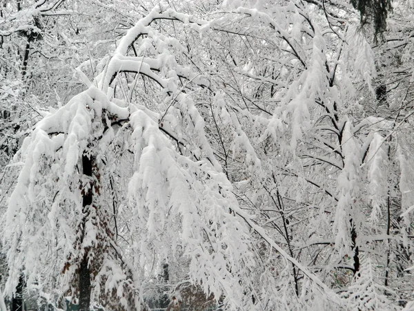 公园里的大雪 巴亚梅尔市的冬天 — 图库照片
