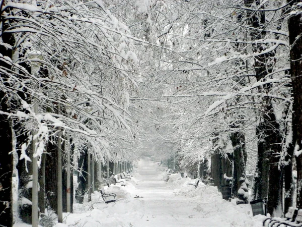 Stor Snö Parken Vinter Baia Mare Stad — Stockfoto