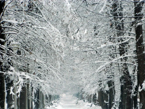 Stor Snö Parken Vinter Baia Mare Stad — Stockfoto
