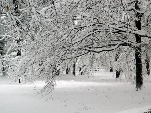Большой Снег Парке Зима Городе Байя Маре — стоковое фото