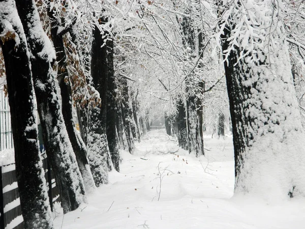 Великий Сніг Парку Зима Місті Бая Маре — стокове фото