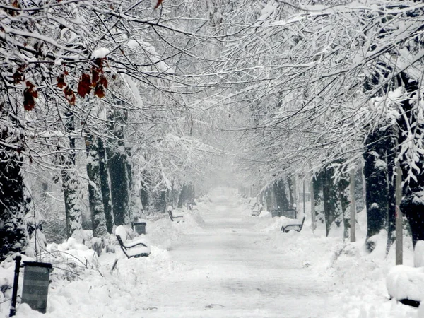 Großer Schnee Park Winter Baia Mare — Stockfoto