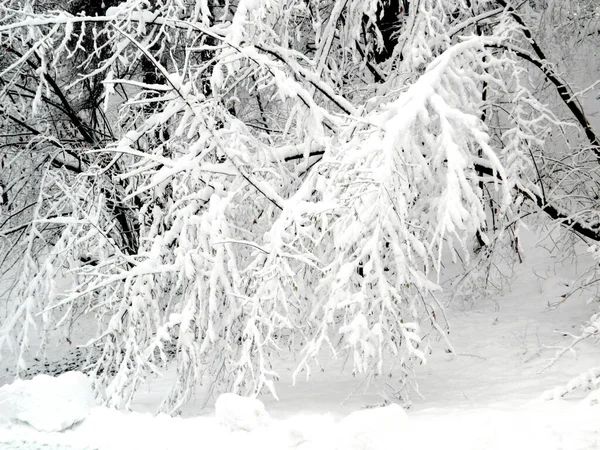 Stor Snö Parken Vinter Baia Mare Stad — Stockfoto