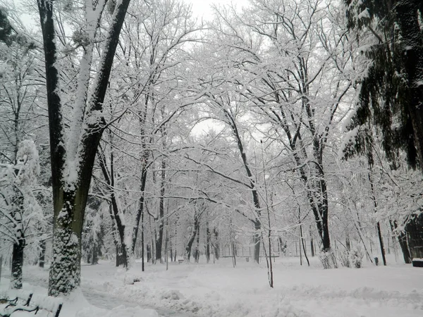 Большой Снег Парке Зима Городе Байя Маре — стоковое фото