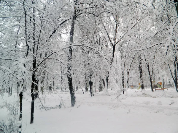 Большой Снег Парке Зима Городе Байя Маре — стоковое фото