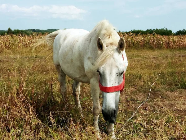 Cheval Blanc Dans Champ — Photo