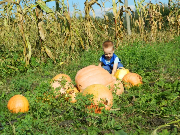 男の子はカボチャと遊んでいます — ストック写真