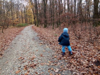 a child is walking in the forest - autumn