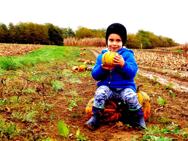 Ein Junge Unter Den Kürbissen Auf Dem Bauernhof — Stockfoto