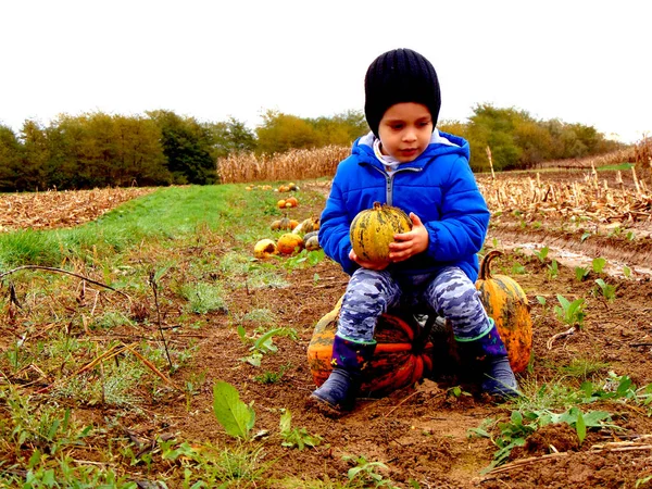 Boy Pumpking Farm —  Fotos de Stock