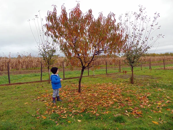 秋天在树上的一个男孩 — 图库照片
