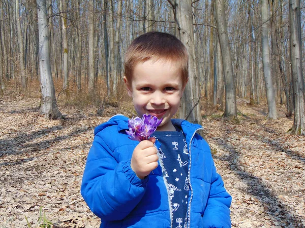 Little Boy Crocus Flowers Hand —  Fotos de Stock
