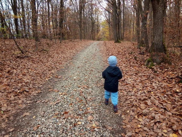 Ein Kind Geht Wald Spazieren Herbst — Stockfoto